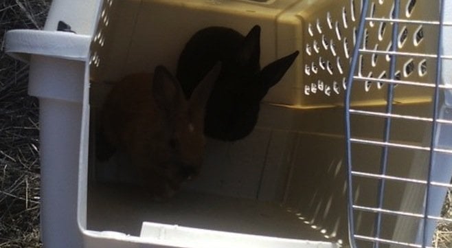 Two of the rescued rabbits
