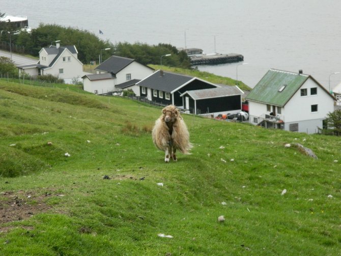One of the Faroe Islands' shaggy-looking sheep. 