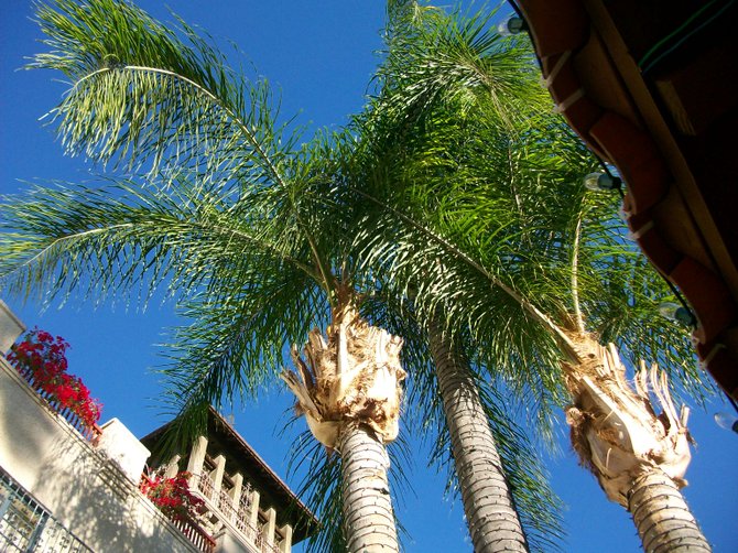 Frothy palm trees sway in the warm breeze of Riverside, CA. at the Mission Inn Hotel.