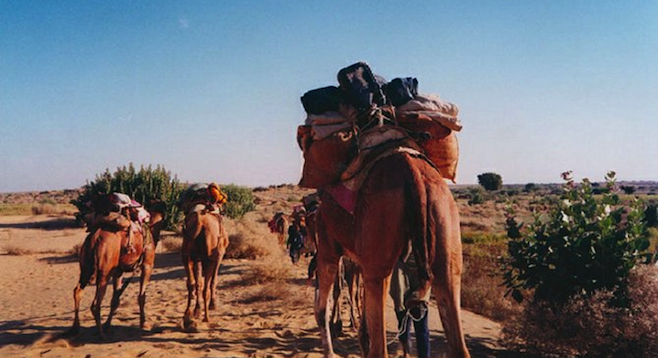 One must-do in Rajasthan: camel ride in the Thar Desert. 