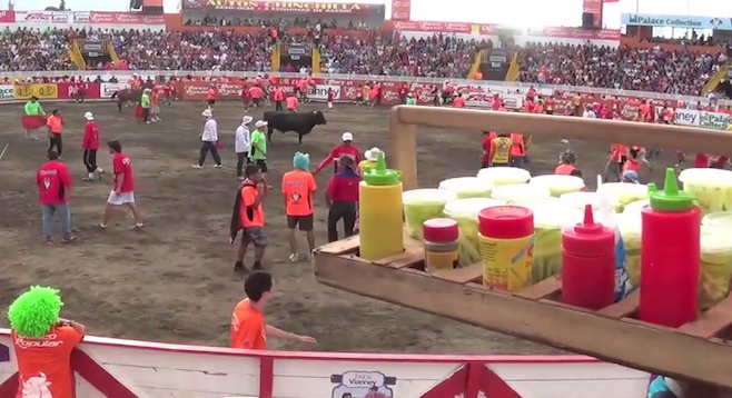 Tico–style bullfighting encourages audience participation. 