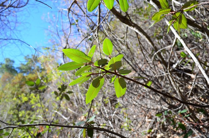 Coffeeberry leaves (Rhamnus californica), Los Padres National Forest, December 2013.  Near Ojai, California.  