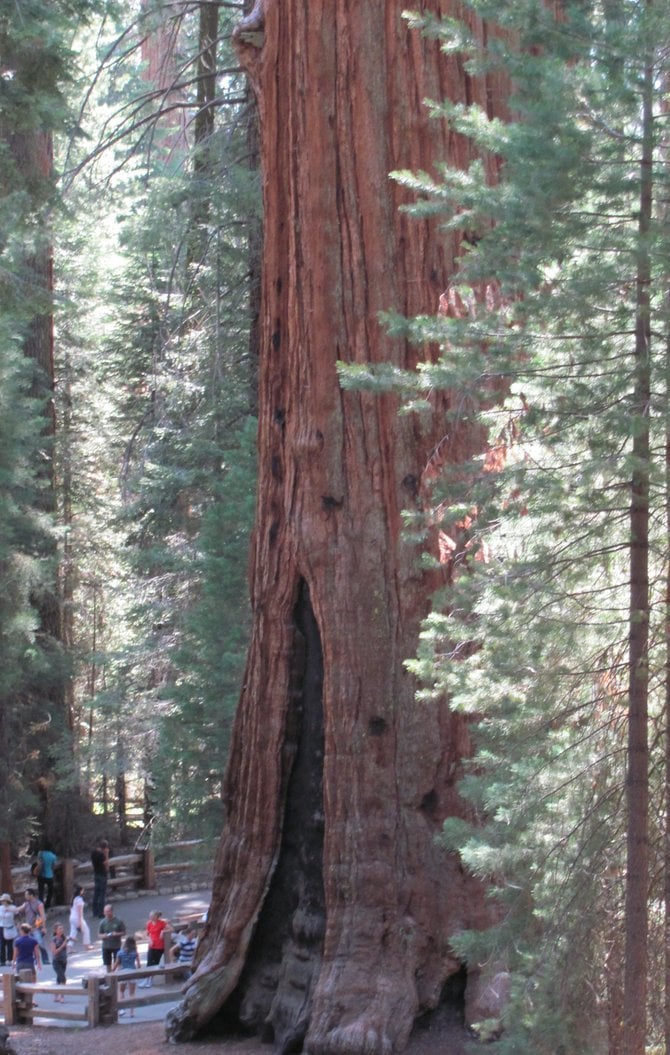 Sequoia National Park's General Sherman. 