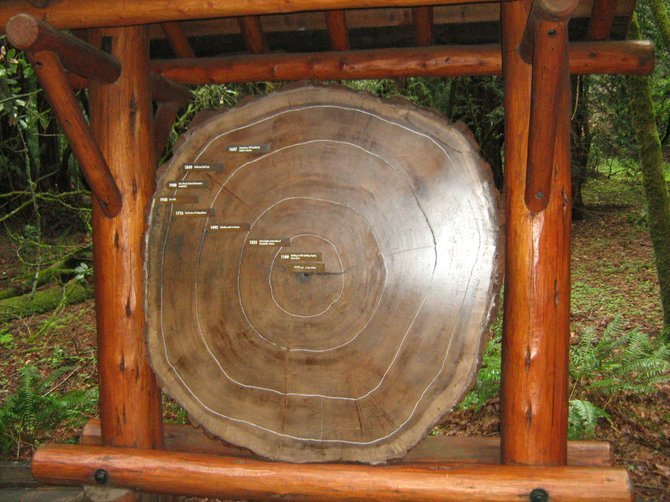 Cross-section tells a tree's age in Muir Woods National Monument. 
