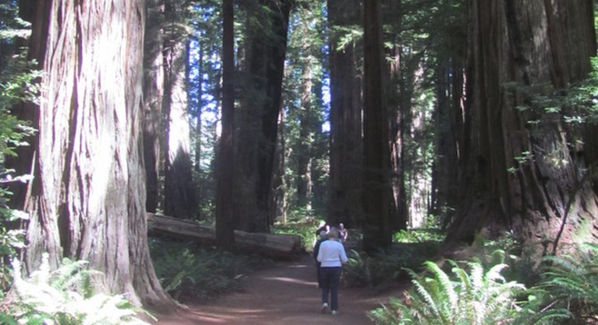 A walk in Redwoods National Park, home to the tallest trees in the world. 