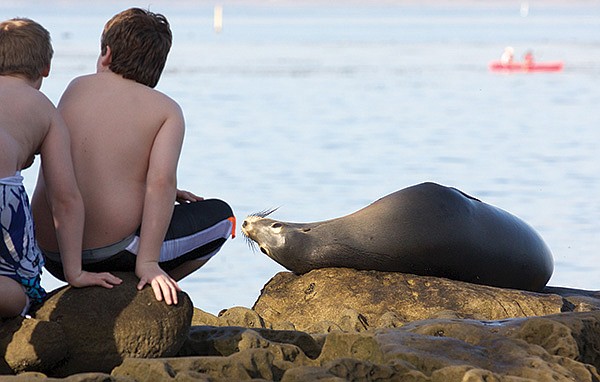 See the La Jolla Sea Lions and Seals in San Diego