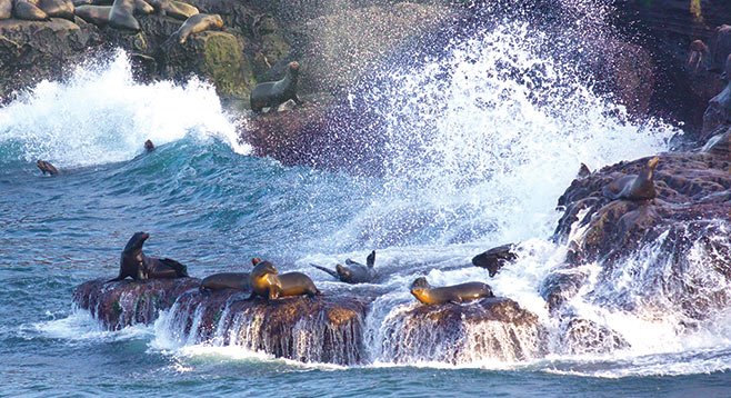 Sea lions near La Jolla Cove : r/sandiego