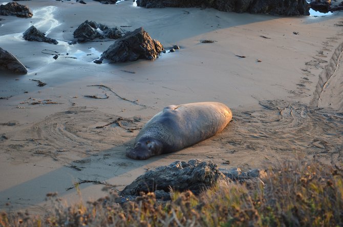 Sleeping elephant seal, Piedras Blancas Rookery, north of San Simeon, California.  December 2013.  