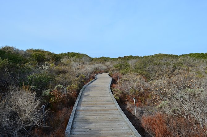 The beautiful Elfin Forest Natural Preserve, located in Los Osos, near San Luis Obispo.  Features a mile of wooden walkways through pristine coastal chaparral.  The "Elfin" name comes from the stunted coast live oaks that rarely grow over 10-15 feet high in the sand here.  