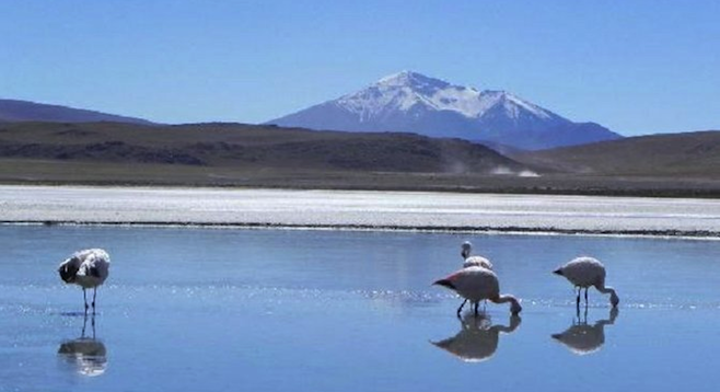 Flamingoes are everywhere in Bolivia's otherworldly Salar de Uyuni. 