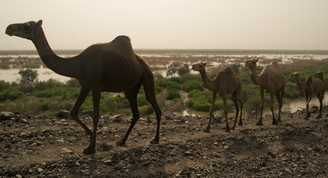 Camels in procession, Ethiopia (stock photo).