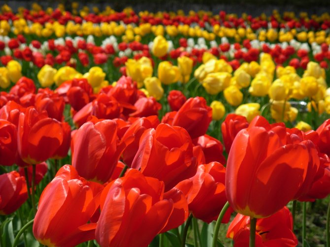 Carlsbad tulips