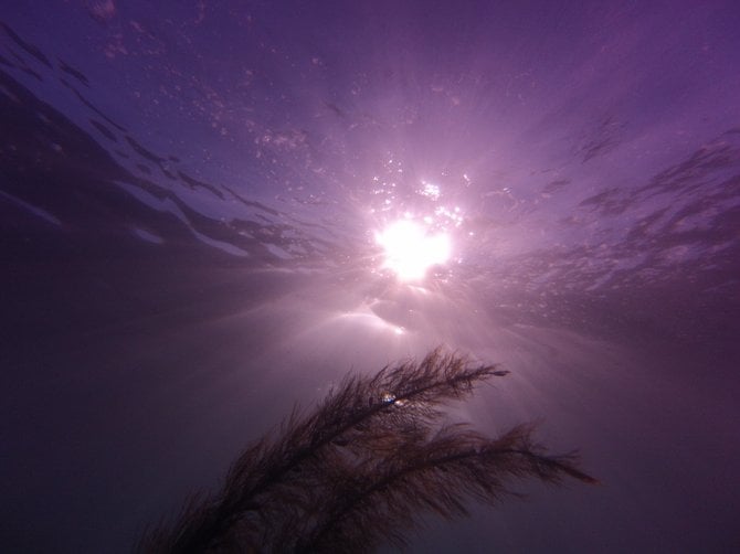 la jolla cove snorkeling, gopro photo