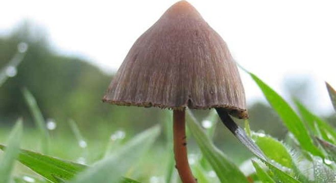 Psilocybin mushroom