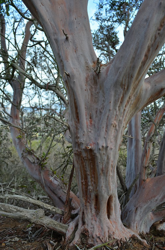 Old growth Mission Manzanita (Xylococcus bicolor) trunk.  Carmel Mountain Ranch Open Space Area.  January 26, 2014