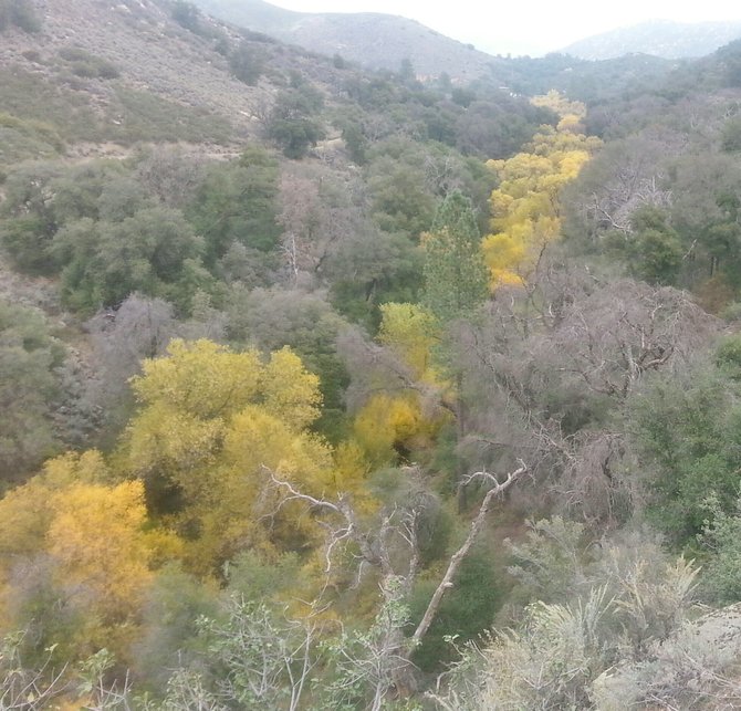 Color in Pine Creek Wilderness (just west of Pine Valley)