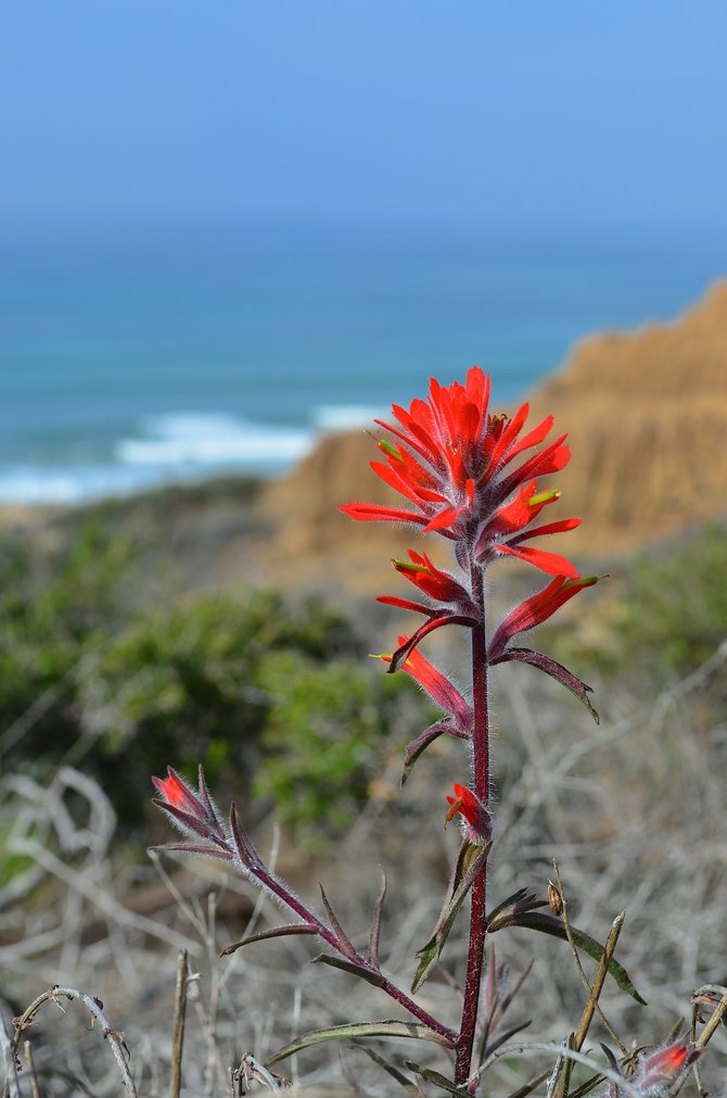 The magnificent Wholly Indian Paintbrush (Castilleja foliolosa) gracing us with its presence at Torrey Pines State Reserve.  Late January 2014.  I could look at this plant all day and not get bored.  