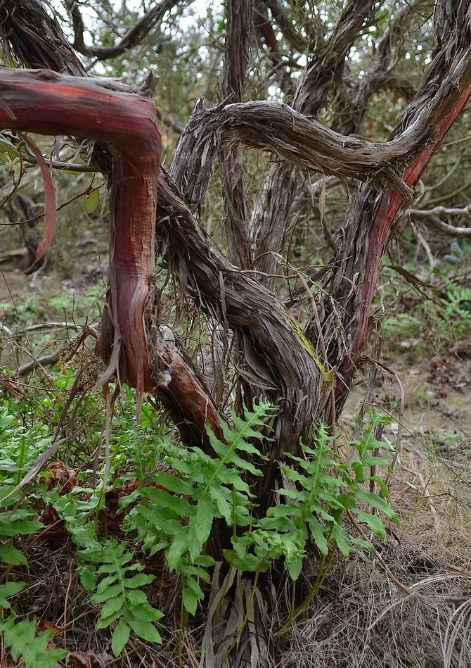 Lovely old chamise (Adenostoma fasciculatum) trunk with giant chain fern (Woodwardia fimbriata), on the Guy Fleming Trail.  Torrey Pines State Reserve.  Late January 2014.  