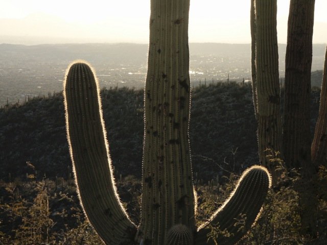 Looking out over Tucson, Saguaro cactus in the foreground. (stock photo)