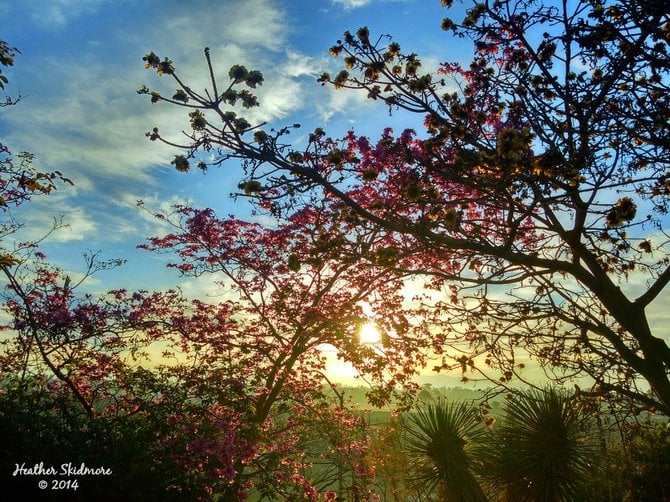 Balboa Park Sunrise