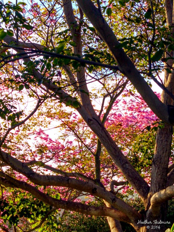 Balboa Park Sunrise