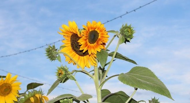 Sunflowers at Suzie's Farm