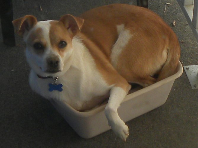 Foster dog says, "If a Chihuahua can lay in this bed, so can I!"