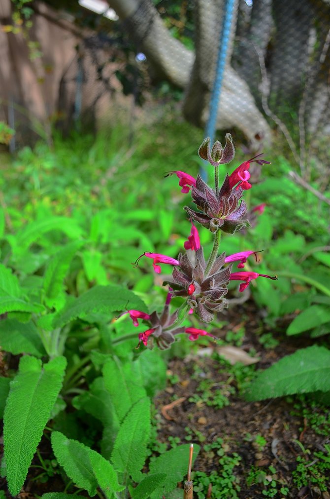 The lovely and hardy California native Hummingbird sage (Salvia spathacea), blooming in my backyard.  Rancho Penasquitos.  February 2014.  