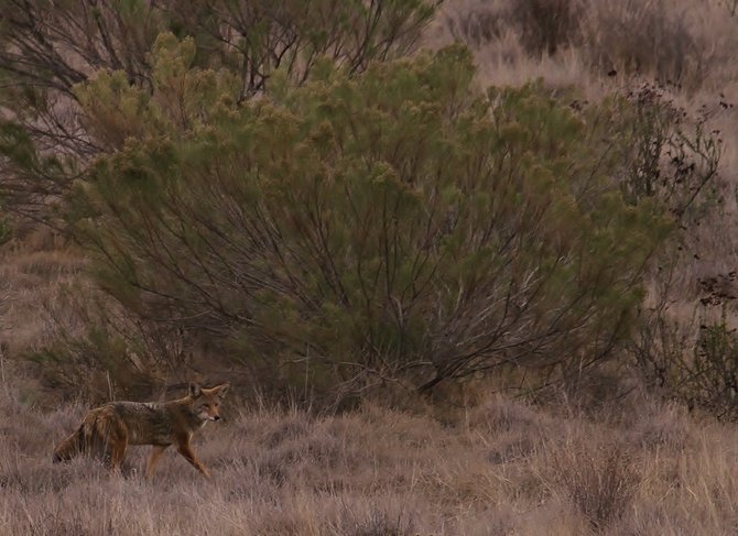 Coyote (photos by David Cooksy)
