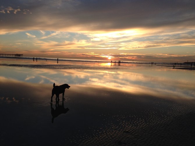 Enjoying an OB Sunset with my pup.