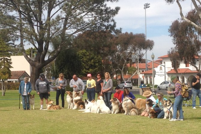 Although not competing, the show included a "Parade of Rescued Collies" and their owners.  