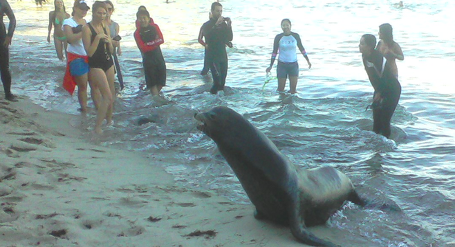 Seals at Children's Pool in La Jolla fight for their place on the sand