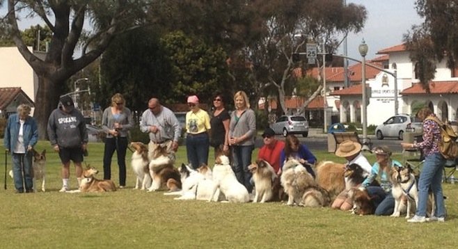 Rescued collies and their owners at Magee Park