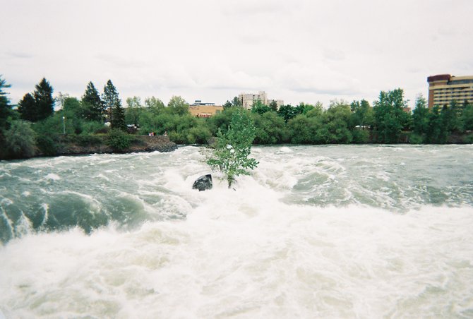 Tree in the middle of the raging Spokane River in Washington state.