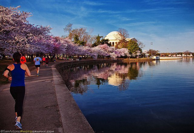 Early morning joggers pass cherry trees in bloom along the Tidal Basin.