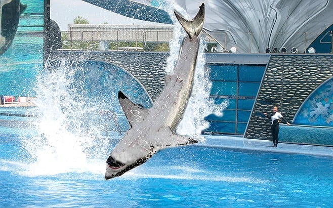 seaworld-announces-shift-from-orcas-to-sharks-san-diego-reader