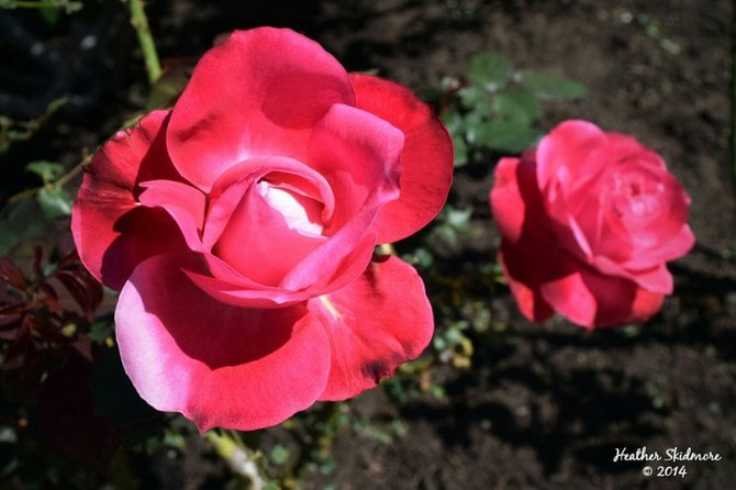 Balboa Park Rose Garden