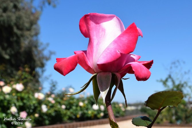 Balboa Park Rose Garden