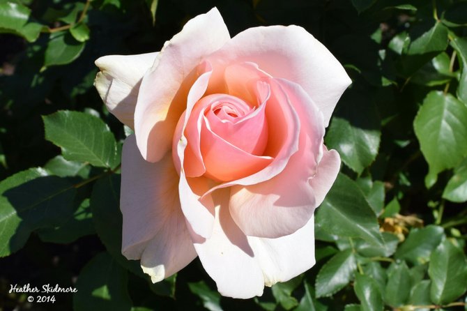 Balboa Park Rose Garden