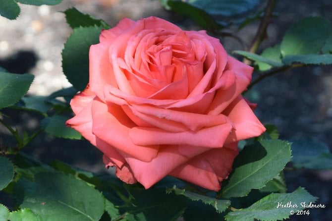 Balboa Park Rose Garden