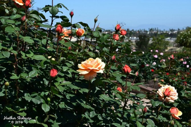 Balboa Park Rose Garden