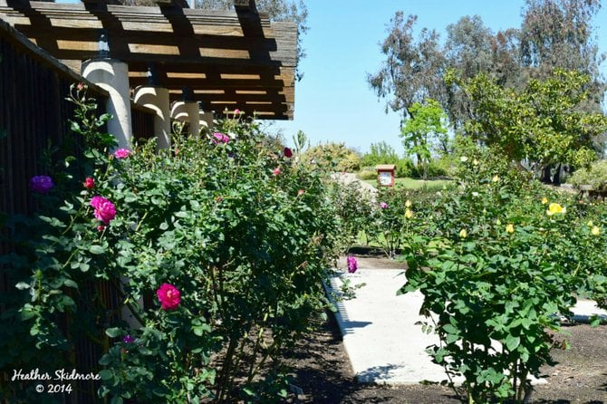 Balboa Park Afternoon