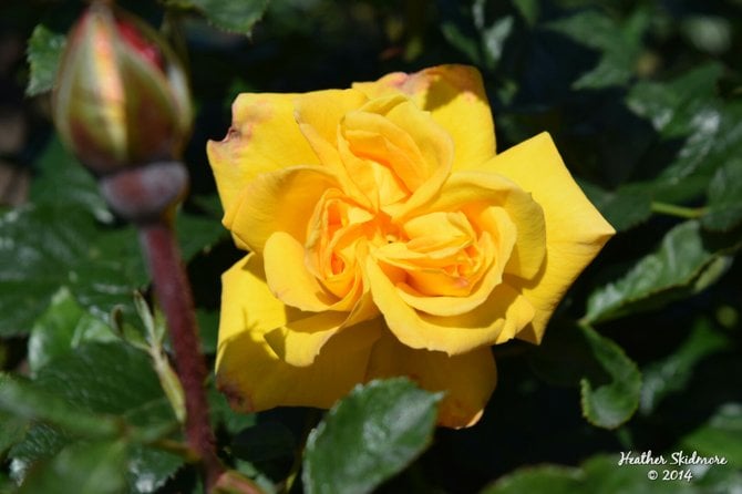 Balboa Park Rose Garden