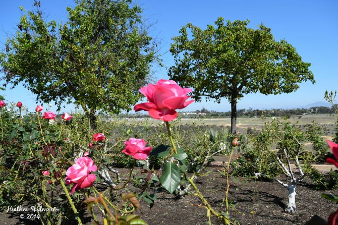 Balboa Park Rose Garden