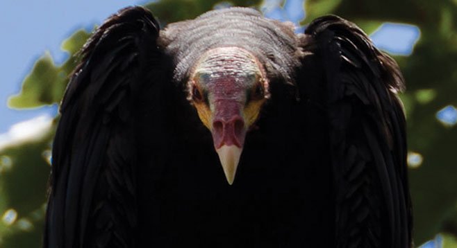 This yellow-headed vulture is Zopilote Cathartes —  “the purifier.”