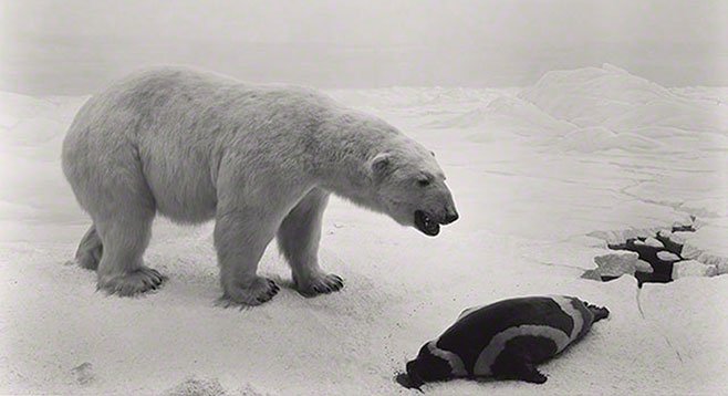 In Sugimoto’s dioramas, a polar bear on an ice floe leans over a dead seal, as if in meditation.