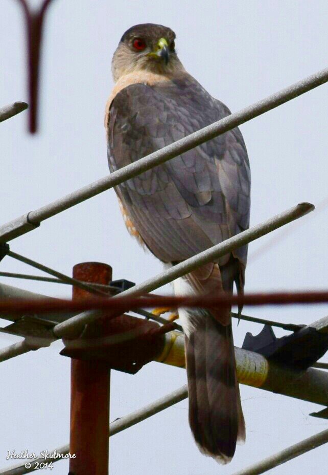 North Park Hawk