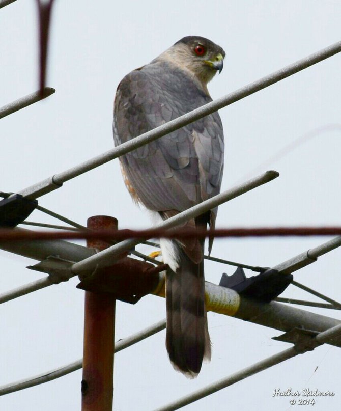 North Park Hawk