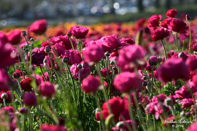 The Flower Fields, Carlsbad 