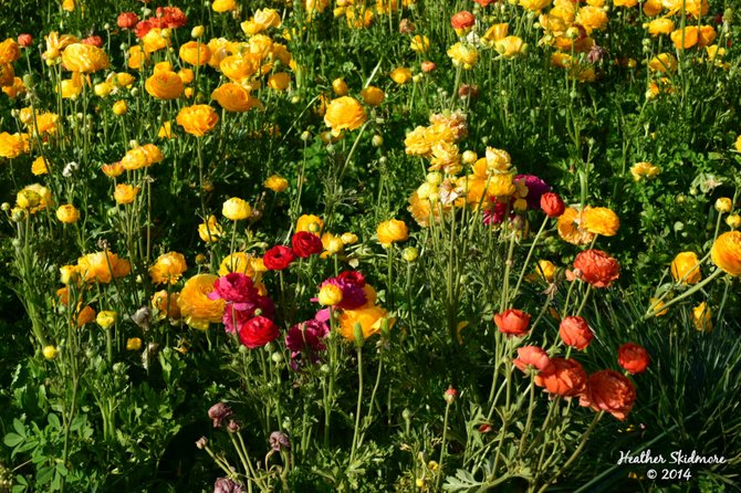 The Flower Fields, Carlsbad 